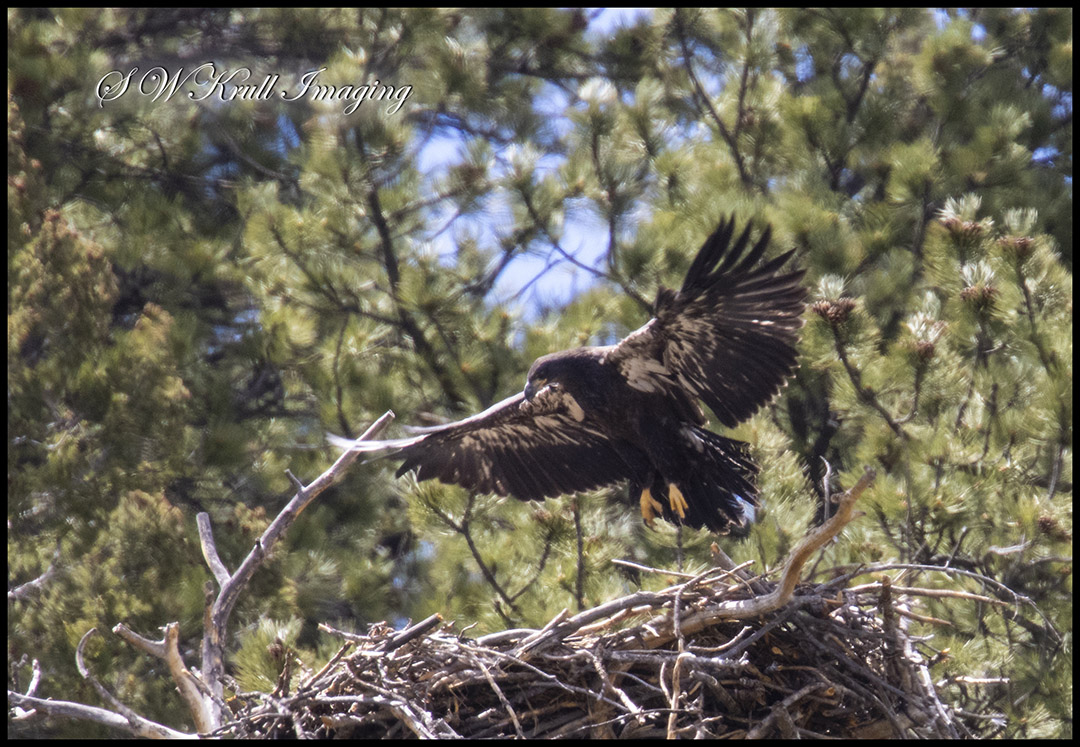 Eaglet on the Nest