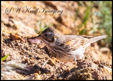 Sagebrush Sparrow