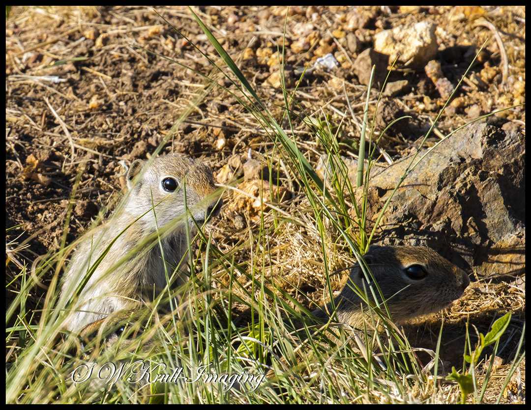 Prairie Dogs