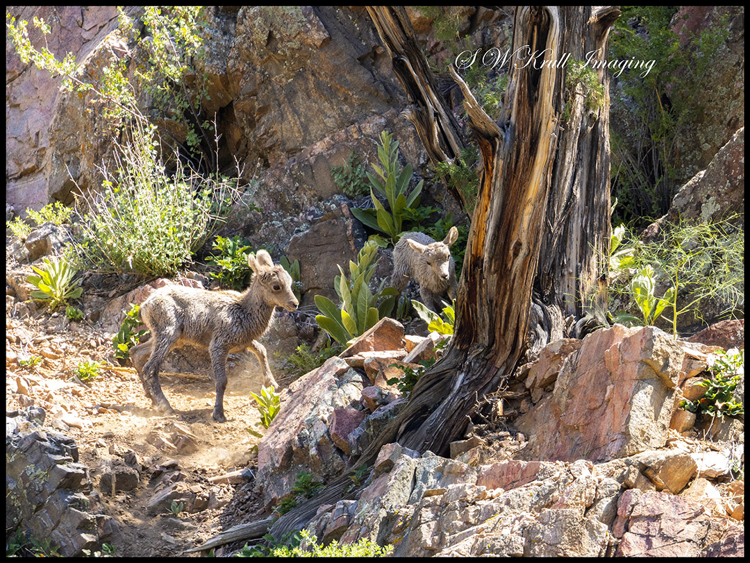 Herd of Bighorn Sheep Ewes and Lambs