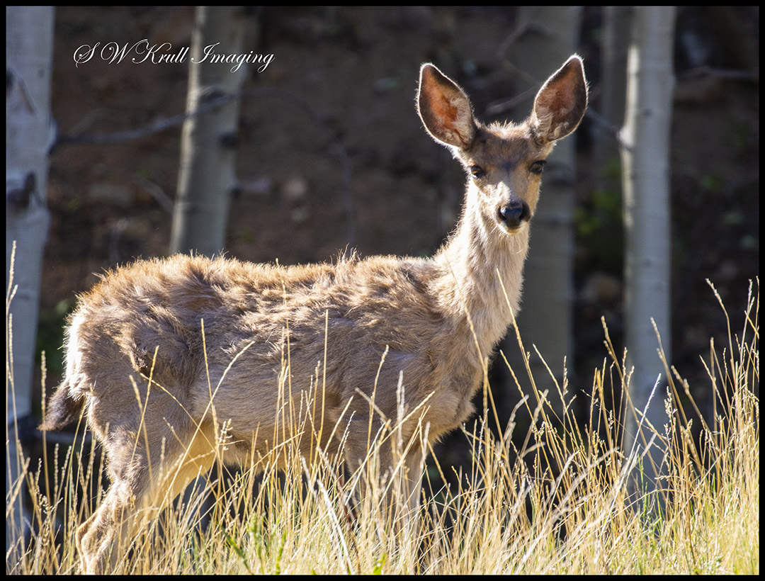 Deer in the Pike National Forest