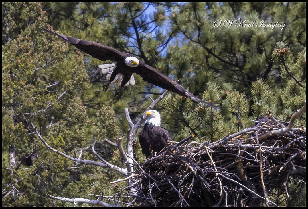 Bald Eagles in Flight