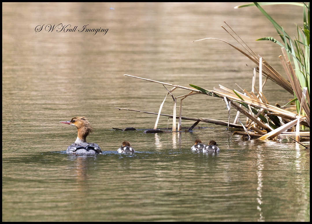 Female Common Merganser Duck and ducklings