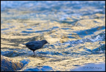 Gray mountain jay getting a drink