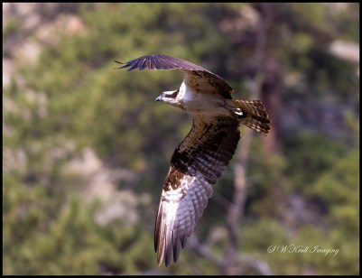 Osprey in Flight
