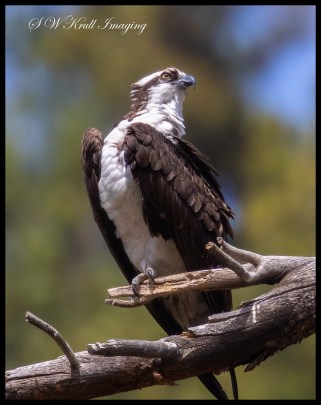 Osprey Portrait