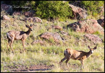 Herd of Mule Deer