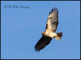 Rough Legged Hawk