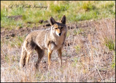 Coyote Hunting Prairie Dogs