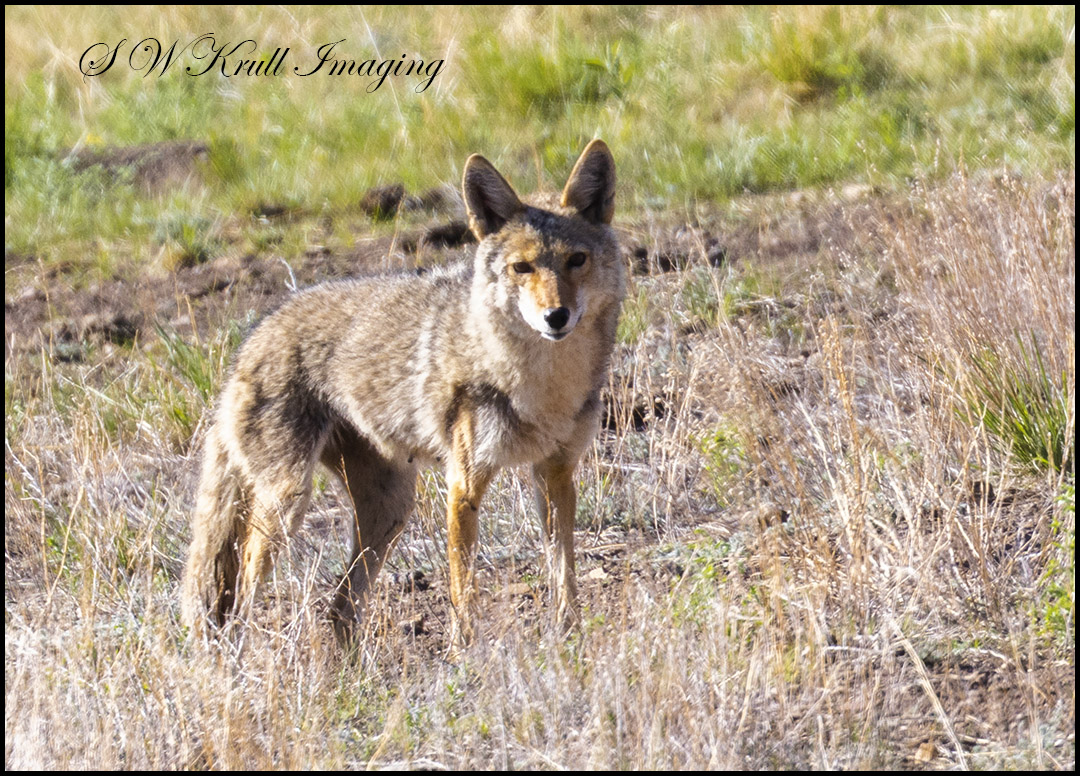 Coyote Hunting Prairie Dogs