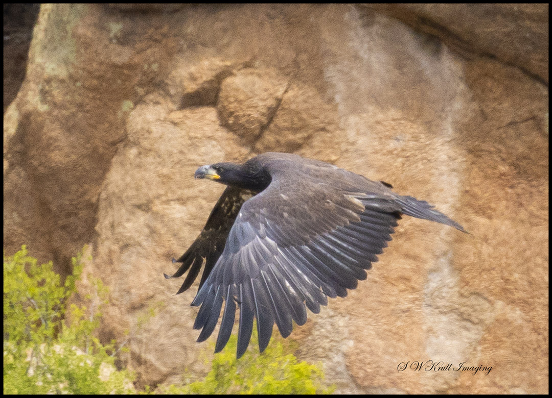 Baby Bald Eagle in Flight