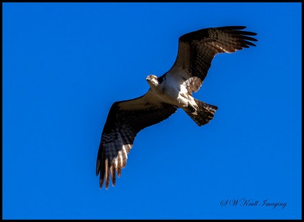 Osprey in Flight