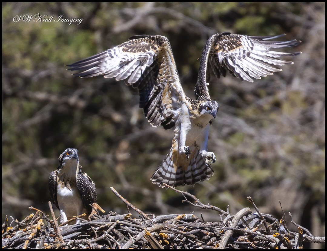 Osprey Chick Learning to Fly