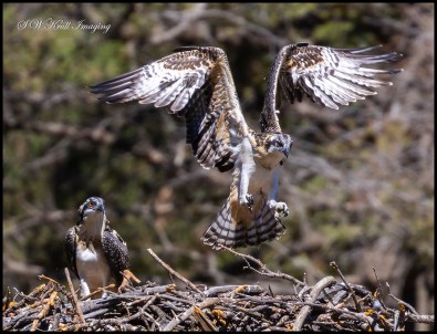 Osprey Chick Learning to Fly