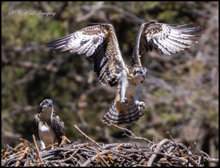 Osprey Chick Learning to Fly