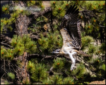 Osprey Chick First Flgiht
