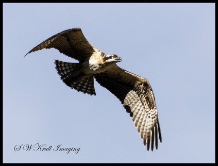 Osprey Chick First Flight