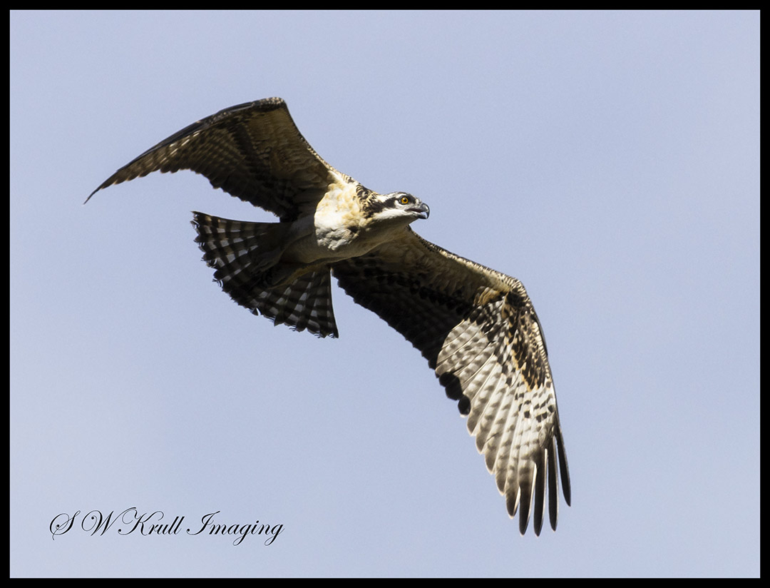 Osprey Chick First Flight