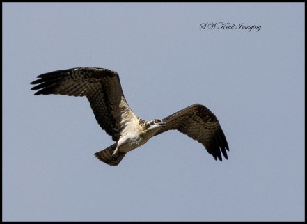 Osprey Chick First Flight
