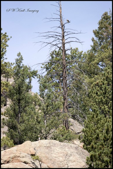 Osprey Chick First Flight