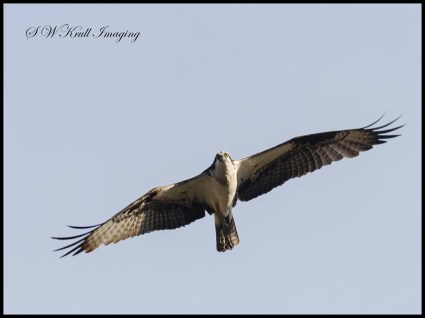 Osprey Chick First Flight