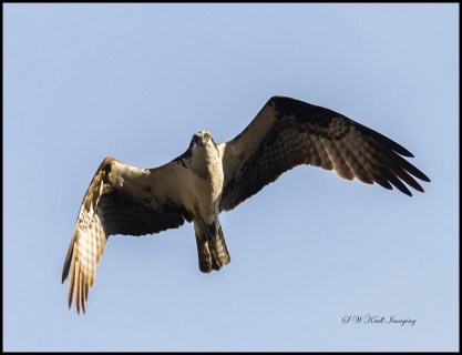 Osprey Chick First Flight