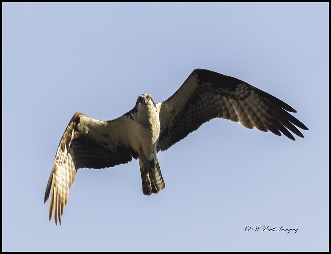Osprey Chick First Flight