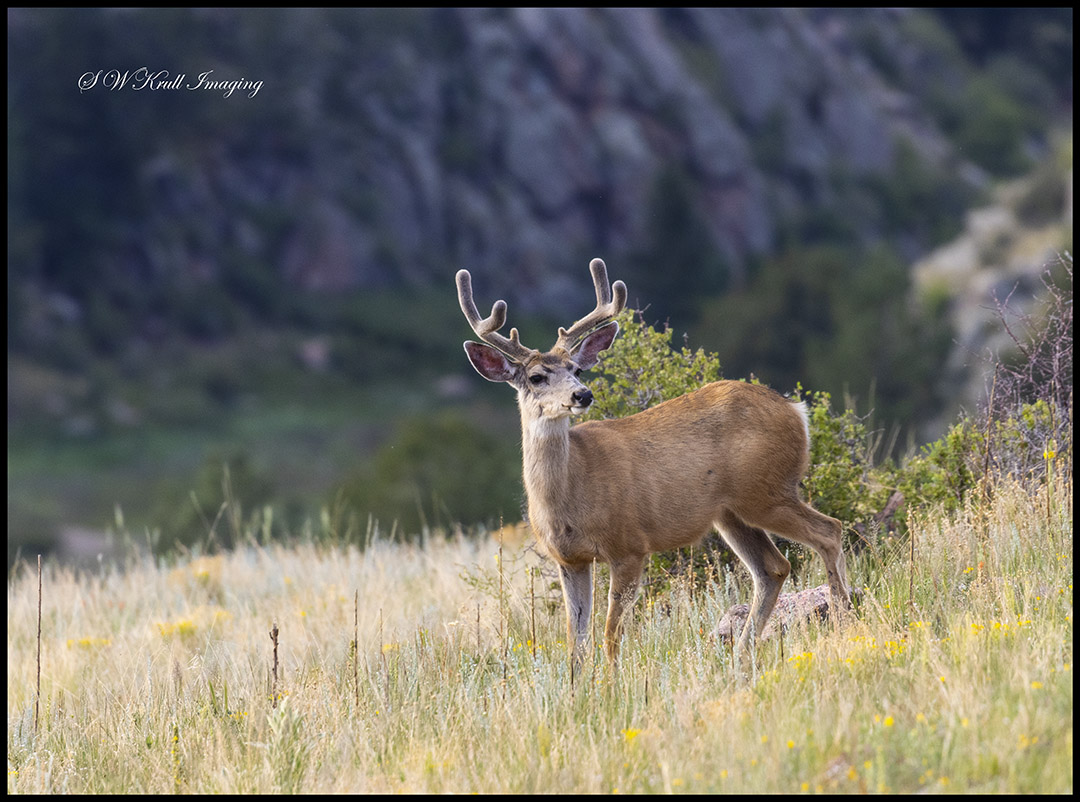 Portrait of a Mule Deer Buck