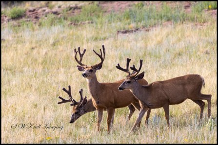 Herd of Bucks
