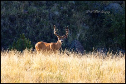 Herd of Mule Deer Bucks