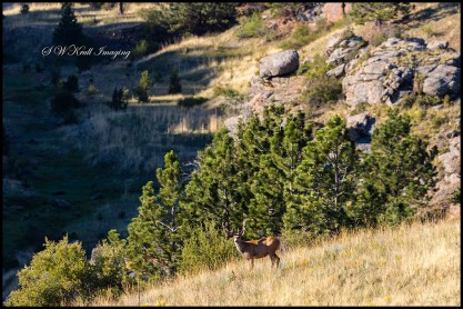 Herd of Mule Deer Bucks
