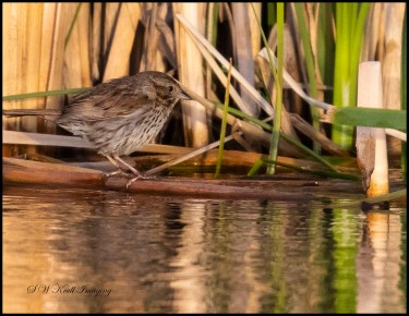 Female Red Wing Blackbird