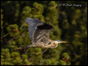 Great Blue Heron in Flight