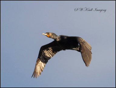 Double-crested Cormorant in Flight
