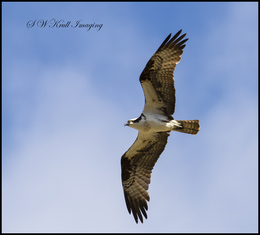 Osprey Soaring