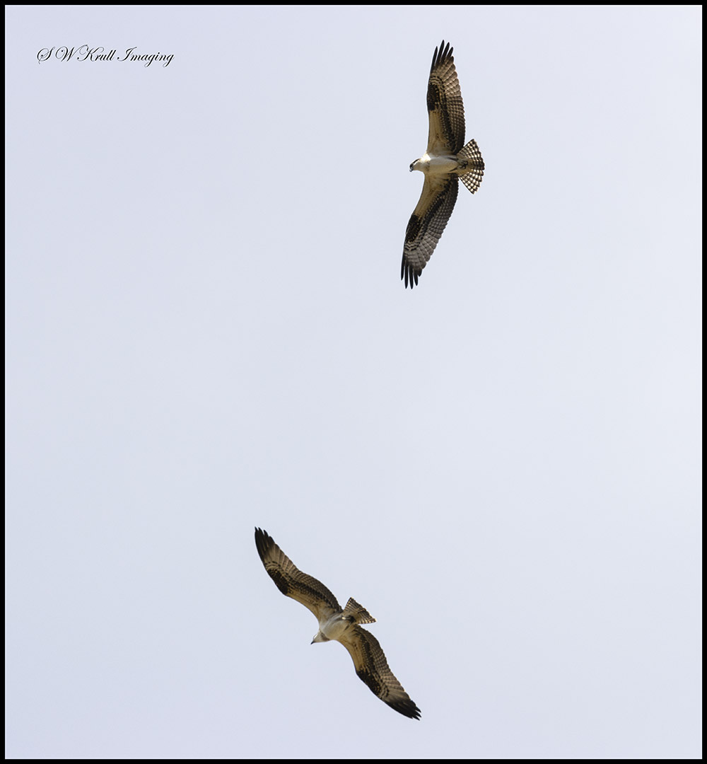 Pair of Osprey