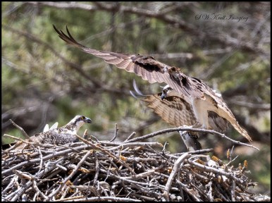 Osprey Bringing Fish