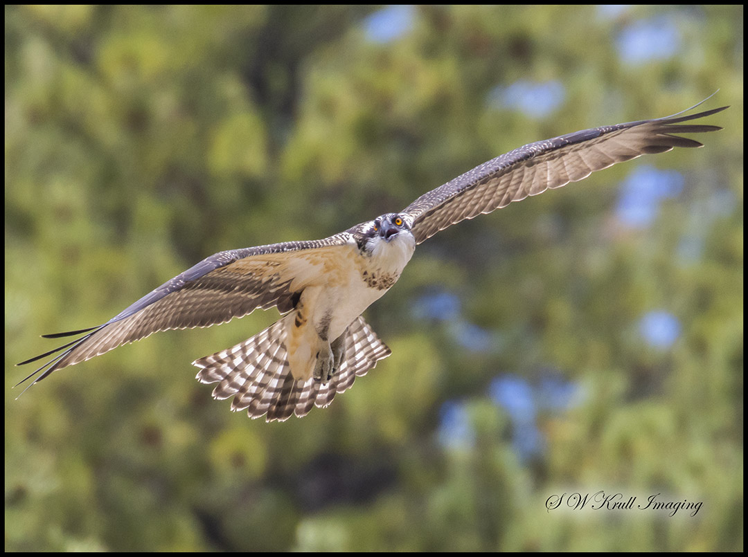 Juvenile osprey in flight