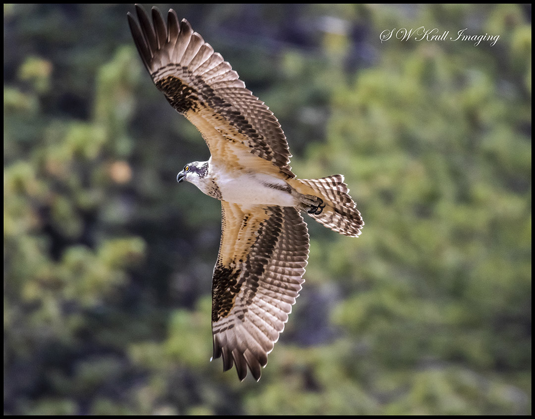 Osprey in Eleven Mile Canyon Colorado