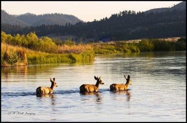 Trio of deer in the Water