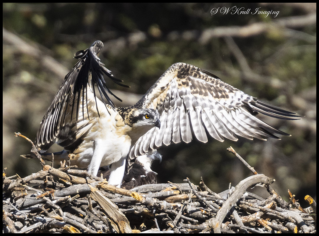 Osprey Fledging