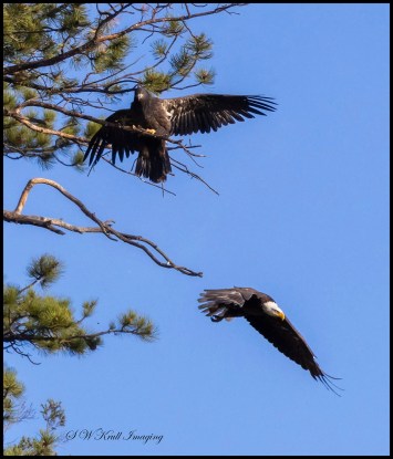 Bald Eagle in Flight