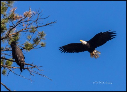 Bald Eagle in Flight