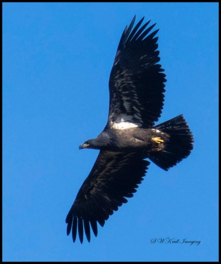 Fledgling Bald Eaglet in Flight