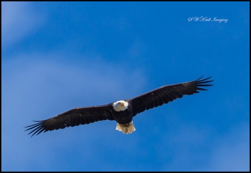 Bald Eagle in Flight
