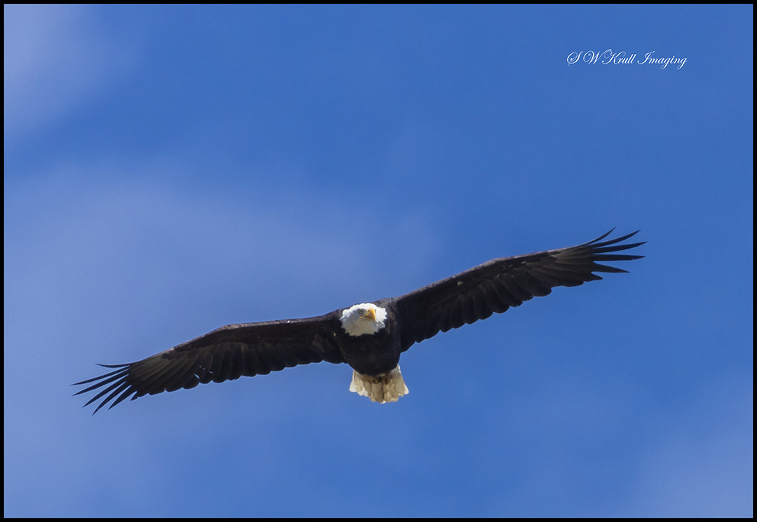 Bald Eagle in Flight