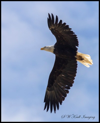 Bald Eagle in Flight