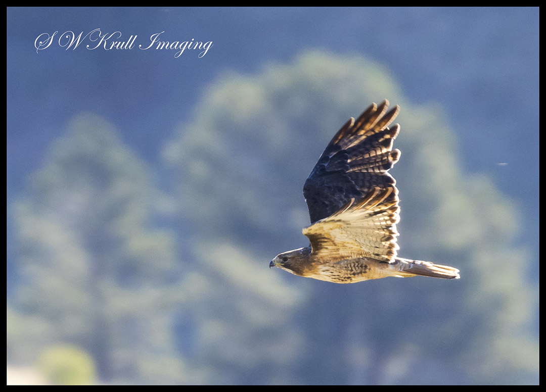 Rough Legged Hawk