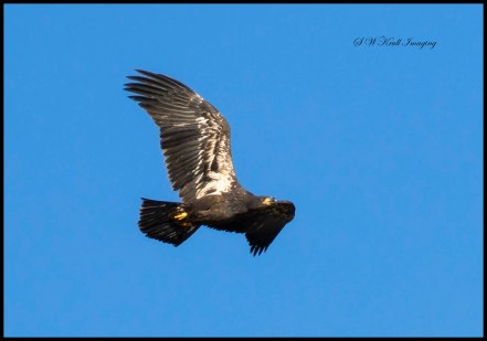 Bald Eagle Fledgling