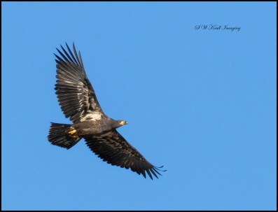Bald Eagle Fledgling Soaring